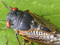 Cicada