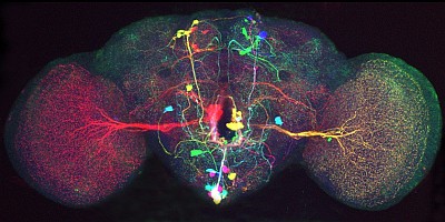 Fly brain