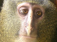 Lesula