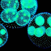 Origin of life