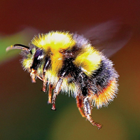 Bumblebee