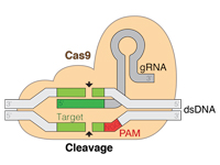 CRISPR-Cas9