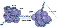 Nucleosomes